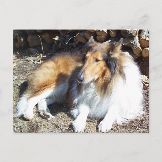 Collie mit Firewood-Postkarten Postkarte (Vorderseite)