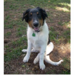 Collie (Mix) Fotoskulptur Magnet<br><div class="desc">An Puppy makes a great keychain magnet pin usw.</div>