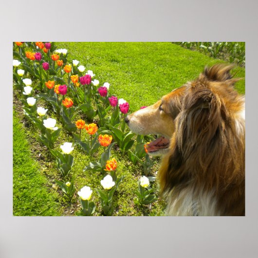 Collie N More Tulips Poster (Vorne)