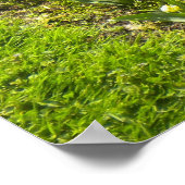 Collie N More Tulips Poster (Ecke)