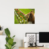 Collie N More Tulips Poster (Heimbüro)
