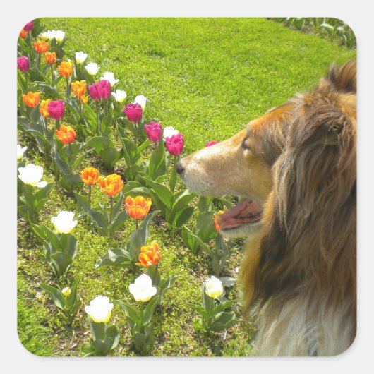 Collie N Tulips Stickers (Vorderseite)