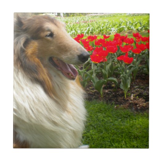 Collie N Tulips Tile Trivet Fliese (Vorderseite)
