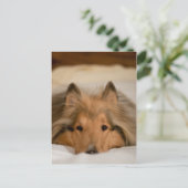 Collie Postcard Postkarte (Stehend Vorderseite)