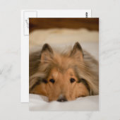 Collie Postcard Postkarte (Vorne/Hinten)