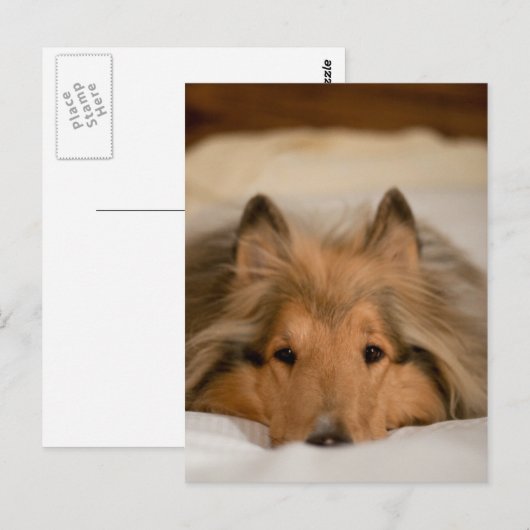 Collie Postcard Postkarte (Vorne/Hinten)