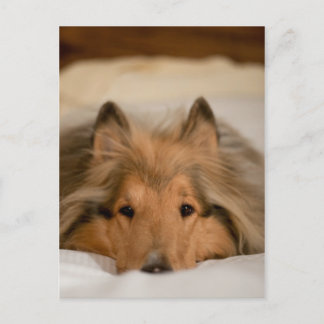 Collie Postcard Postkarte