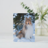 Collie Postcard Postkarte (Stehend Vorderseite)