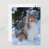 Collie Postcard Postkarte (Vorne/Hinten)