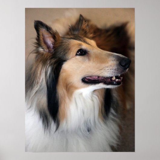 Collie Poster (Vorne)