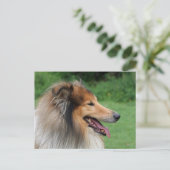 Collie Postkarte (Stehend Vorderseite)