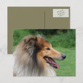 Collie Postkarte (Vorne/Hinten)