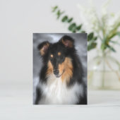 Collie Postkarte (Stehend Vorderseite)