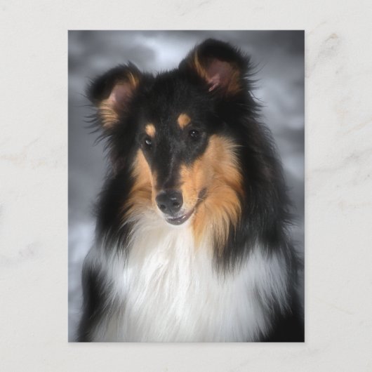 Collie Postkarte (Vorderseite)