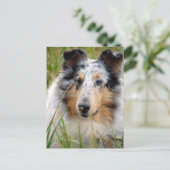 Collie Postkarte (Stehend Vorderseite)