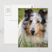 Collie Postkarte (Vorne/Hinten)