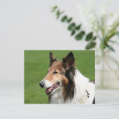 Collie Postkarte (Stehend Vorderseite)