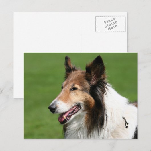 Collie Postkarte (Vorne/Hinten)