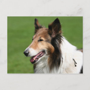 collie postkarte