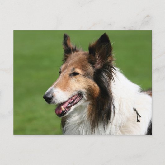 Collie Postkarte (Vorderseite)