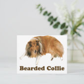 Collie Postkarte (Stehend Vorderseite)