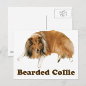 Collie Postkarte (Vorne/Hinten)
