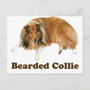 Collie Postkarte