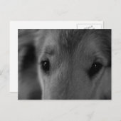 Collie Postkarte (Vorne/Hinten)