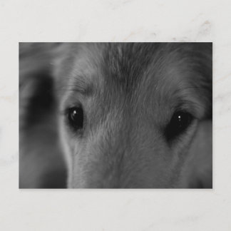 Collie Postkarte