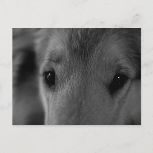 Collie Postkarte (Vorderseite)