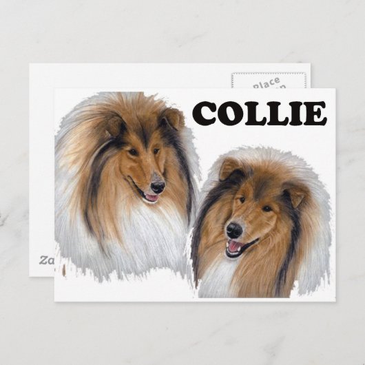 Collie Postkarte (Vorne/Hinten)