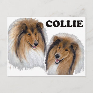 Collie Postkarte