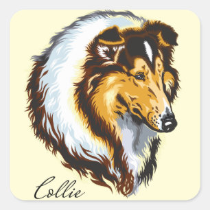 Collie Quadratischer Aufkleber