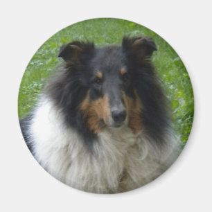 Collie -Tri-Magnet Magnet