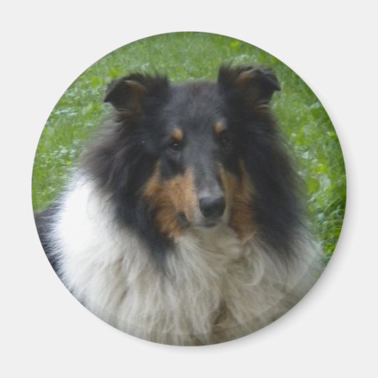 Collie -Tri-Magnet Magnet (Vorne)