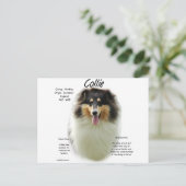Collie (tri rau) History Design Postkarte (Stehend Vorderseite)