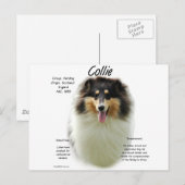 Collie (tri rau) History Design Postkarte (Vorne/Hinten)