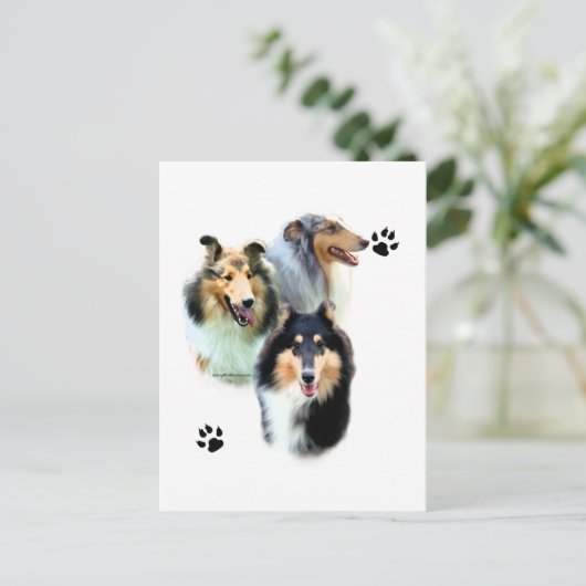 Collie Trio Postkarte (Stehend Vorderseite)