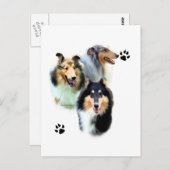 Collie Trio Postkarte (Vorne/Hinten)