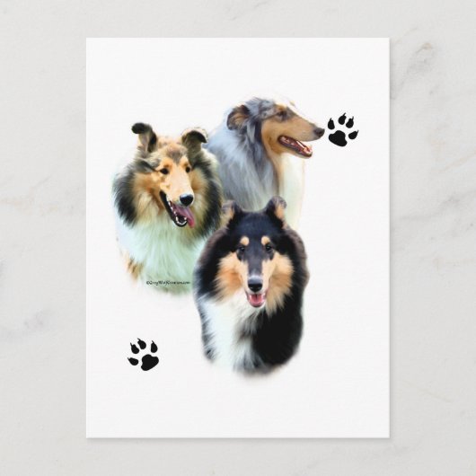 Collie Trio Postkarte (Vorderseite)