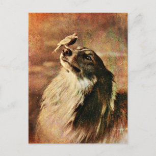 Collie und Birdie Postkarte