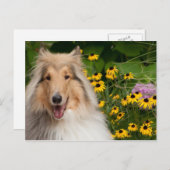 Collie und Blume Postkarte (Vorne/Hinten)