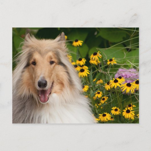 Collie und Blume Postkarte (Vorderseite)