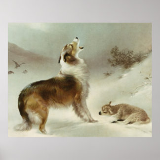 Collie und Schaf Poster