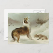 Collie und Schaf Postkarte (Vorne/Hinten)