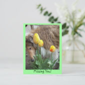 Collie, Vermisst du! Postkarte (Stehend Vorderseite)