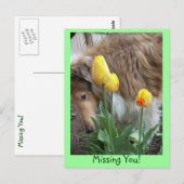 Collie, Vermisst du! Postkarte (Vorne/Hinten)