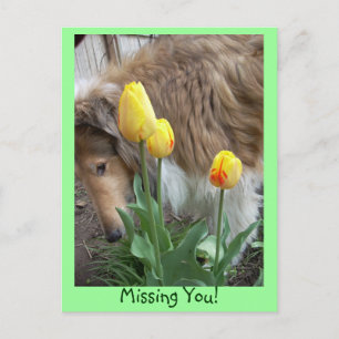 Collie, Vermisst du! Postkarte