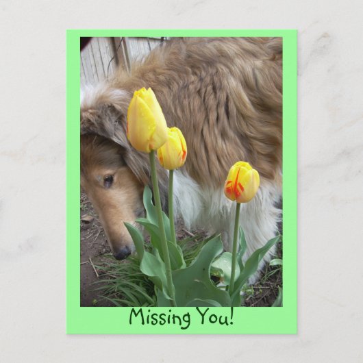 Collie, Vermisst du! Postkarte (Vorderseite)