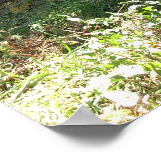 Colliese bei Erholung - Poster (Ecke)